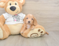 5 week old Dachshund Puppy For Sale - Simply Southern Pups
