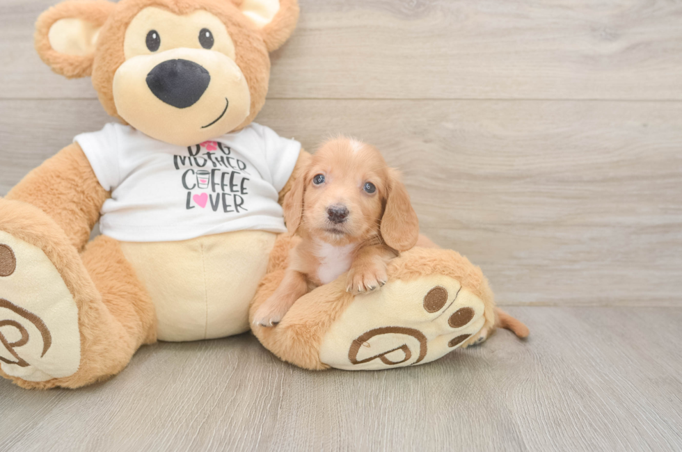 5 week old Dachshund Puppy For Sale - Simply Southern Pups