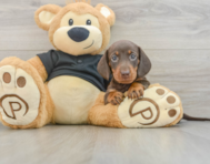 6 week old Dachshund Puppy For Sale - Simply Southern Pups