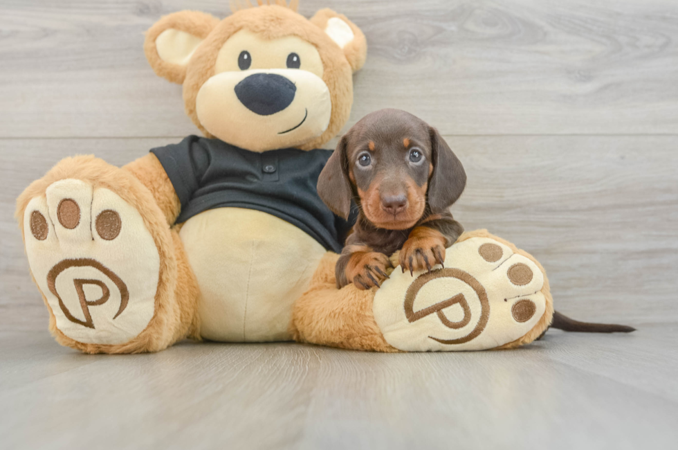 7 week old Dachshund Puppy For Sale - Simply Southern Pups
