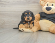 5 week old Dachshund Puppy For Sale - Simply Southern Pups