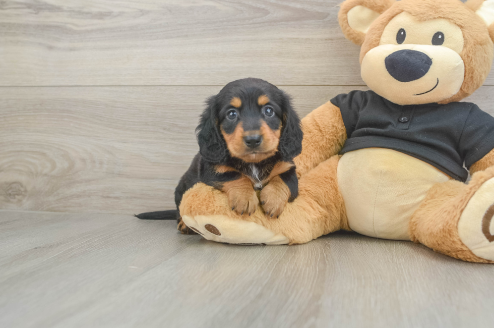 5 week old Dachshund Puppy For Sale - Simply Southern Pups