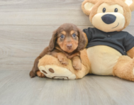 5 week old Dachshund Puppy For Sale - Simply Southern Pups