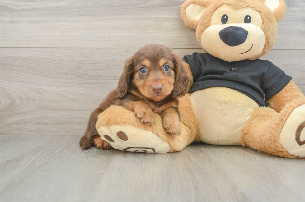 5 week old Dachshund Puppy For Sale - Simply Southern Pups