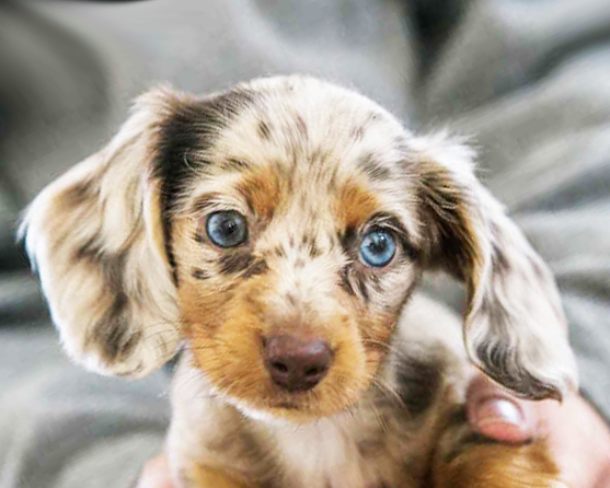 Dachshund Puppies For Sale - Simply Southern Pups