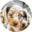 Dachshund Puppy For Sale - Simply Southern Pups