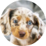 Dachshund Puppies For Sale - Simply Southern Pups