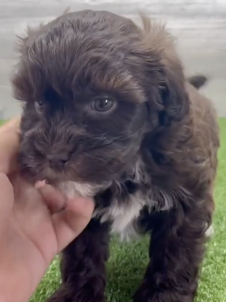 Havapoo Obi: 2lb 14oz Doodle Puppy