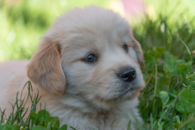 Cute Mini Goldendoodle Pup