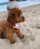 Cute Cavalier Poodle Mix Pup Cute Cavalier Poodle Mix Pup