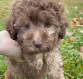 Labrapoo Puppies For Sale - Simply Southern Pups