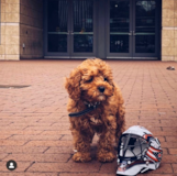 Cute Cavapoo Poodle Mix Pup Cute Cavapoo Poodle Mix Pup