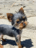 Cute Yorkie Purebred Pup