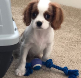 Cute Cavalier King Charles Spaniel Pup