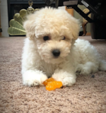 Cute Maltipoo Poodle Mix Pup Cute Maltipoo Poodle Mix Pup