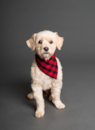 Cute Maltipoo Poodle Mix Pup