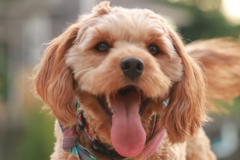 Cute Cavadoodle Poodle Mix Pup