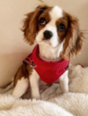 Cute Cavalier King Charles Spaniel Purebred Pup