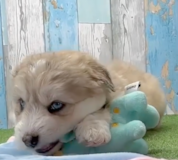 Cute Mini Huskydoodle Pup