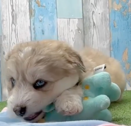 Husky Poodle Puppies For Sale - Simply Southern Pups