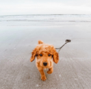 Mini Goldendoodle Being Cute