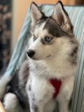 Cute Mini Husky Designer Pup