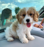 Cute Cavachon Pup