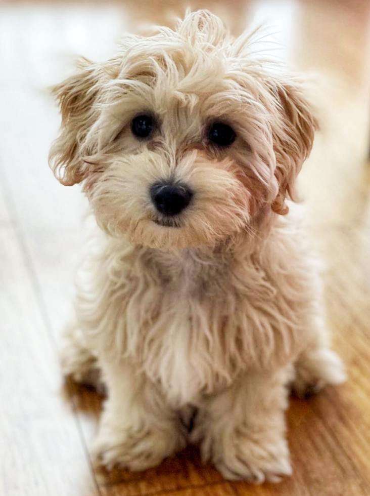 Cute Maltepoo Poodle Mix Pup