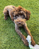 Cute Mini Aussiedoodle Pup Cute Mini Aussiedoodle Pup
