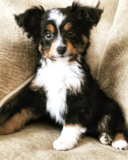 Cute Mini Aussie Pup Cute Mini Aussie Pup