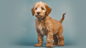 Cute Mini Labradoodle Pup