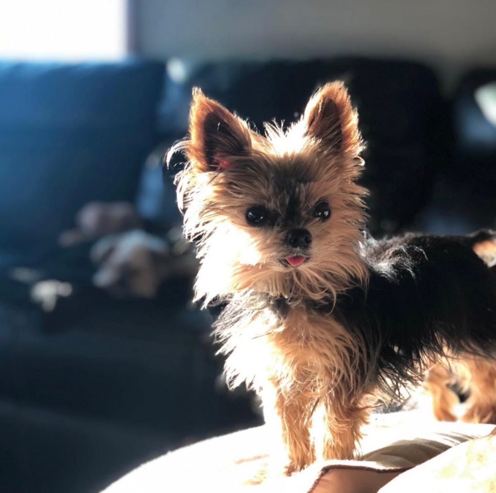 Cute Yorkshire Terrier Purebred Pup
