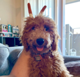 Mini Goldendoodle Being Cute