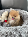 Cute Pomeranian Purebred Pup