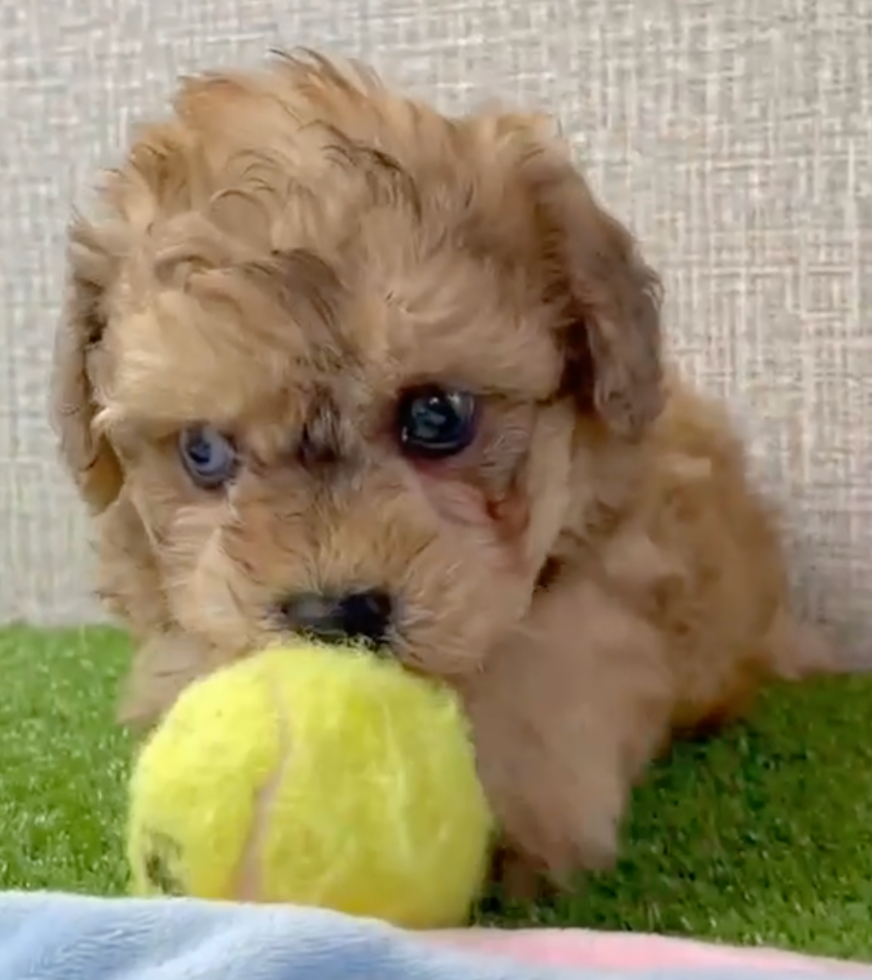Cute Bichon Poodle Mix Poodle Mix Pup