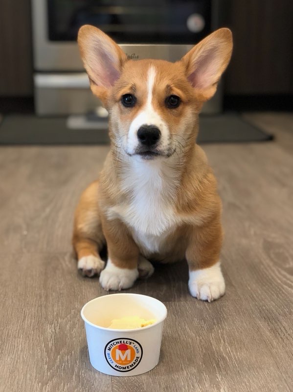 small corgi puppies for sale