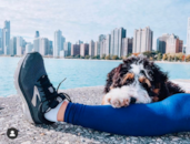 Cute Mini Bernadoodle Poodle Mix Pup