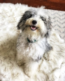 Mini Sheepadoodle Being Cute Mini Sheepadoodle Being Cute