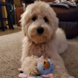 Cute Mini Goldendoodle Pup