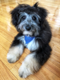 Cute Mini Aussiedoodle Poodle Mix Pup Cute Mini Aussiedoodle Poodle Mix Pup