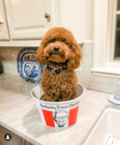 Cute Mini Goldendoodle Poodle Mix Pup