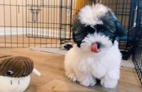 Cute Havanese Pup