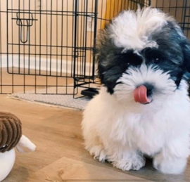 Bichon Havanese Puppies For Sale - Simply Southern Pups