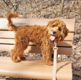 Cute Cavapoo Pup Cute Cavapoo Pup