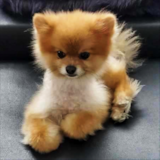 Pomeranian Being Cute