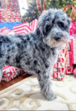 Cute Mini Aussiedoodle Poodle Mix Pup Cute Mini Aussiedoodle Poodle Mix Pup