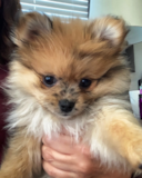 Cute Pomeranian Purebred Pup