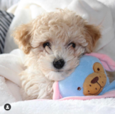 Maltipoo Being Cute Maltipoo Being Cute