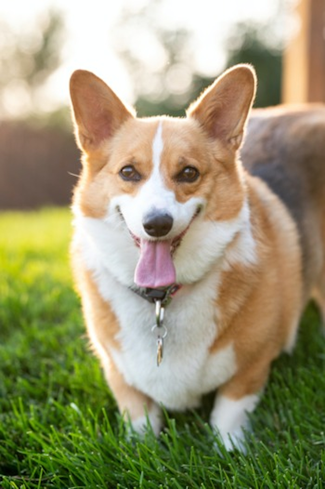 Corgi puppies for sale near me<br>Corgi puppies for sale<br>Welsh corgi puppies for sale <br>Corgis for sale <a href=