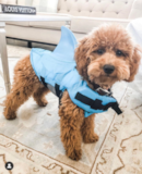 Cute Mini Goldendoodle Poodle Mix Pup